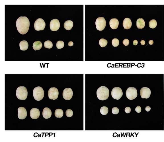Representative tubers of transgenic potato containing CaEREBP-C3, CaTPP1, and CaWRKY gene.