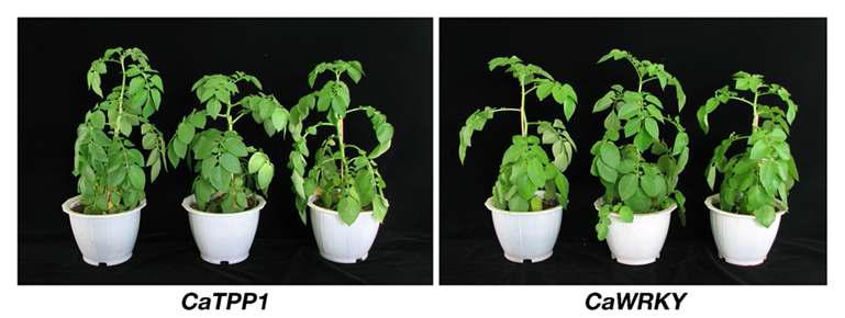 Whole plant of trangenic potato overexpressing pepper genes of tyrosine phosphate phosphatase(CaTPP1) and CaWRKY