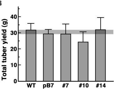 Crop yield of transgenic potatoes overexpressing CaTPP1 under drought stress conditions