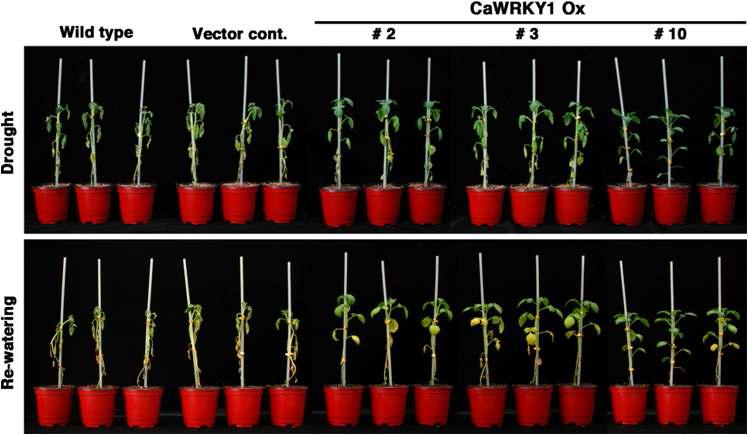 Transgenic potato overexpressing CaWRKY1 show resistance to drought stress.