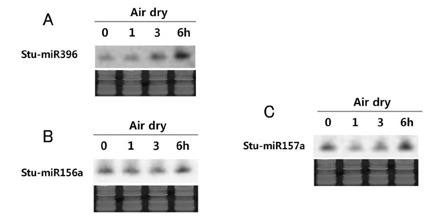 Northern blots showing the effect of air drying treatment on the expression levels of stu-miR396, stu-miR157a, and stu-miR156a. Bottom panels indicate ethidium bromide stained RNA PAGE gel