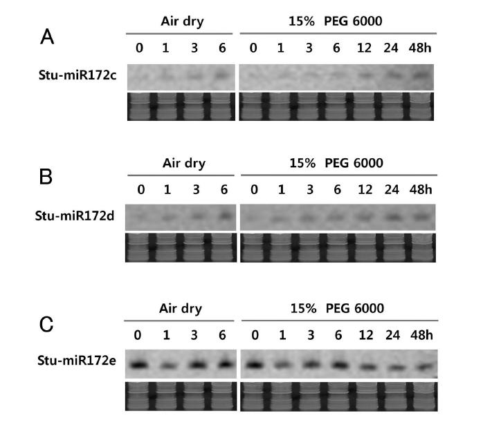 Expression of miRNA172c, d and e upon drought treatment as determined by Northern blot analysis. Bottom panels indicate ethidium bromide stained RNA PAGE gel.