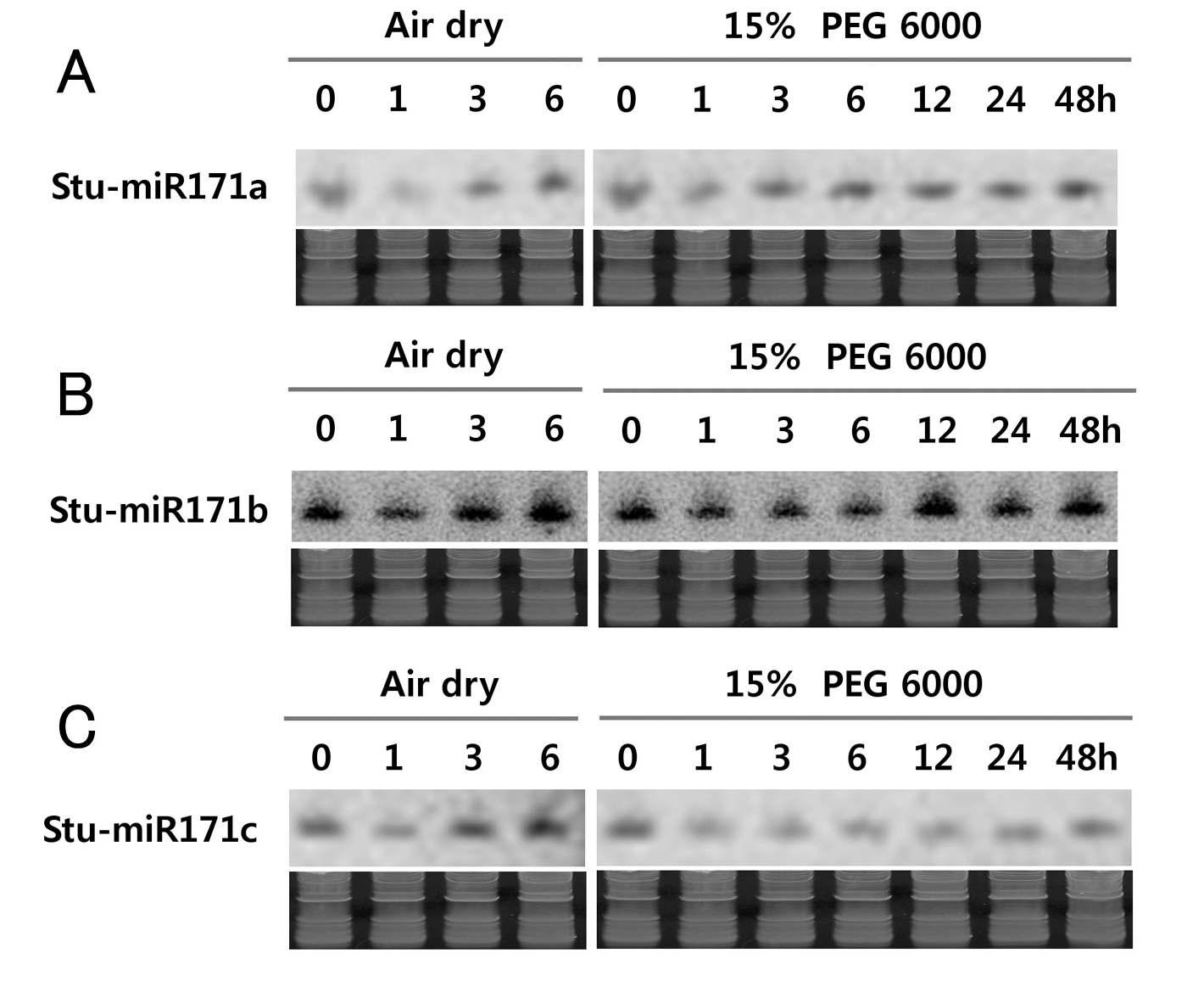 Expression of miRNA171a, b, and c upon drought treatment by Northern blot analysis. Forty μg of total RNA was loaded per lane. Bottom panels indicate ethidium bromide stained RNA PAGE gel and serve as loading controls