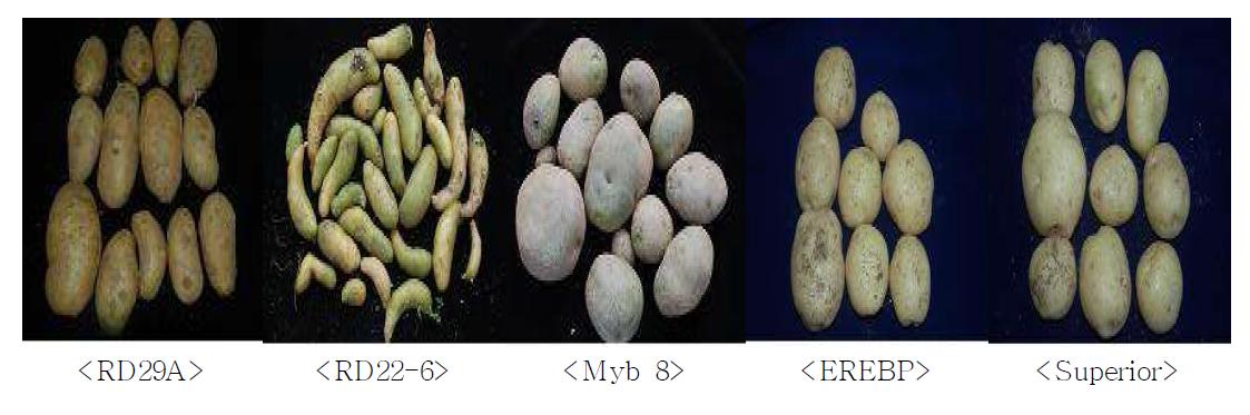 Tuber shapes of GM potato lines used in this study.