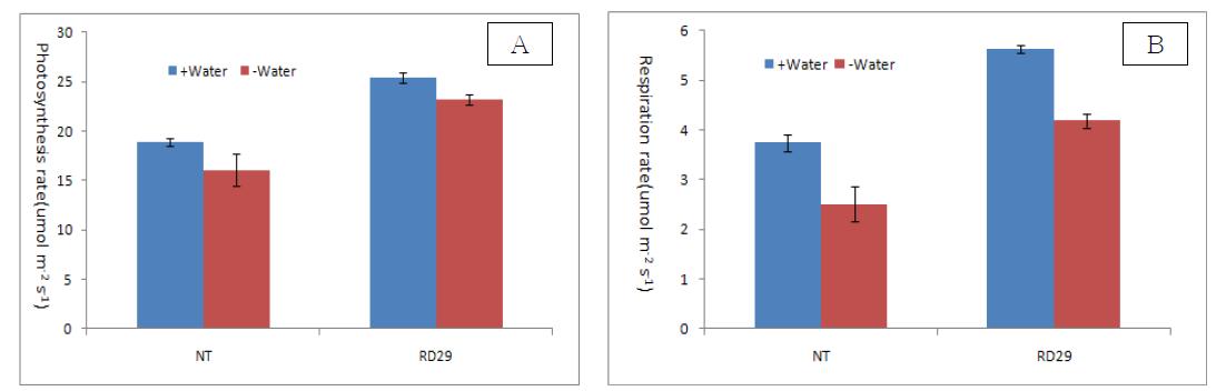 Photosynthesis(A) and respiration(B) rate of non transgenic (NT) and transgenic (RD29) harboring stEREBP gene potato lines. Dry and well irrigated condition were noted as + water and - water, respectively.