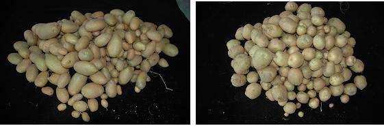 Tuber shape of tansgenic (A) and non-transgnic (B) lines after harvested in dry condition.