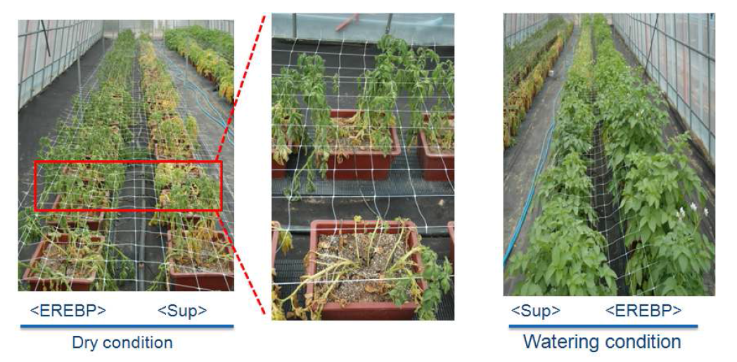 Response to water stress on the transgenic (stEREBP) and non-trangenic (sup) potato lines in dry and wet condition. In the dry condition, the water was irrigated every 15days.