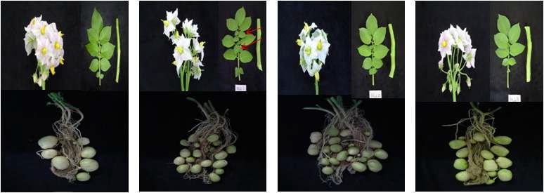 Comparison of shape and color in flower, leaves, and tubers between ‘Superior’ (A) and three GM lines (' Myb 1' (B), ' Myb 2' (C), and ' Myb 8' (D)).