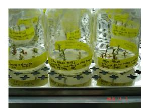 atFALDH유전자 도입후 다신초유도선발배지에서 선발중인 산호수 식물체