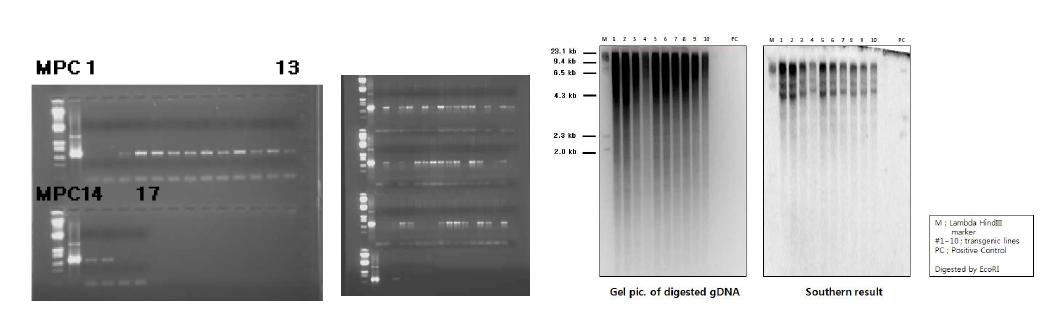 atFALDH 형질전환 페튜니아 T1 (좌)과 T2 식물체 (중) PCR 및 T2 식물체 Southern분석(우)