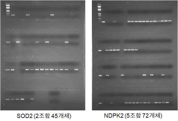 SOD2 및 atNDPK2 유전자집적 개체 선발을 위한 PCR 분석