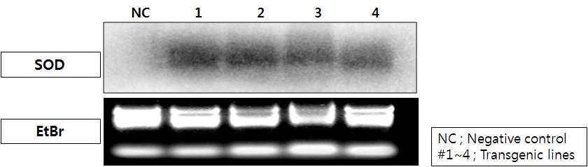 SOD2 형질전환 페튜니아 T3(1, 2번)및 T4(3, 4번) 식물체 Northern 분석