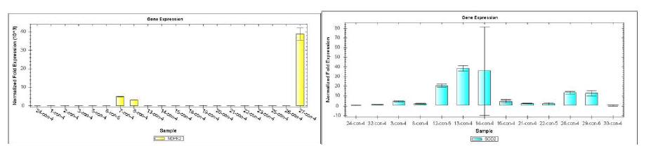 Reltime-PCR 분석에 의한 SOD2×NDPK2 형질전환체간 교잡세대에서의 SOD2 및 atNDPK2 유전자 발현