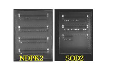 유전자집적(SOD/AtNDPK2) 교잡후대 4계통 PCR분석