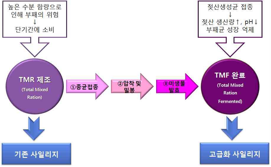 감귤 사일리지 내의 유용미생물 탐색에 따른 고급화 사일리지 모식도