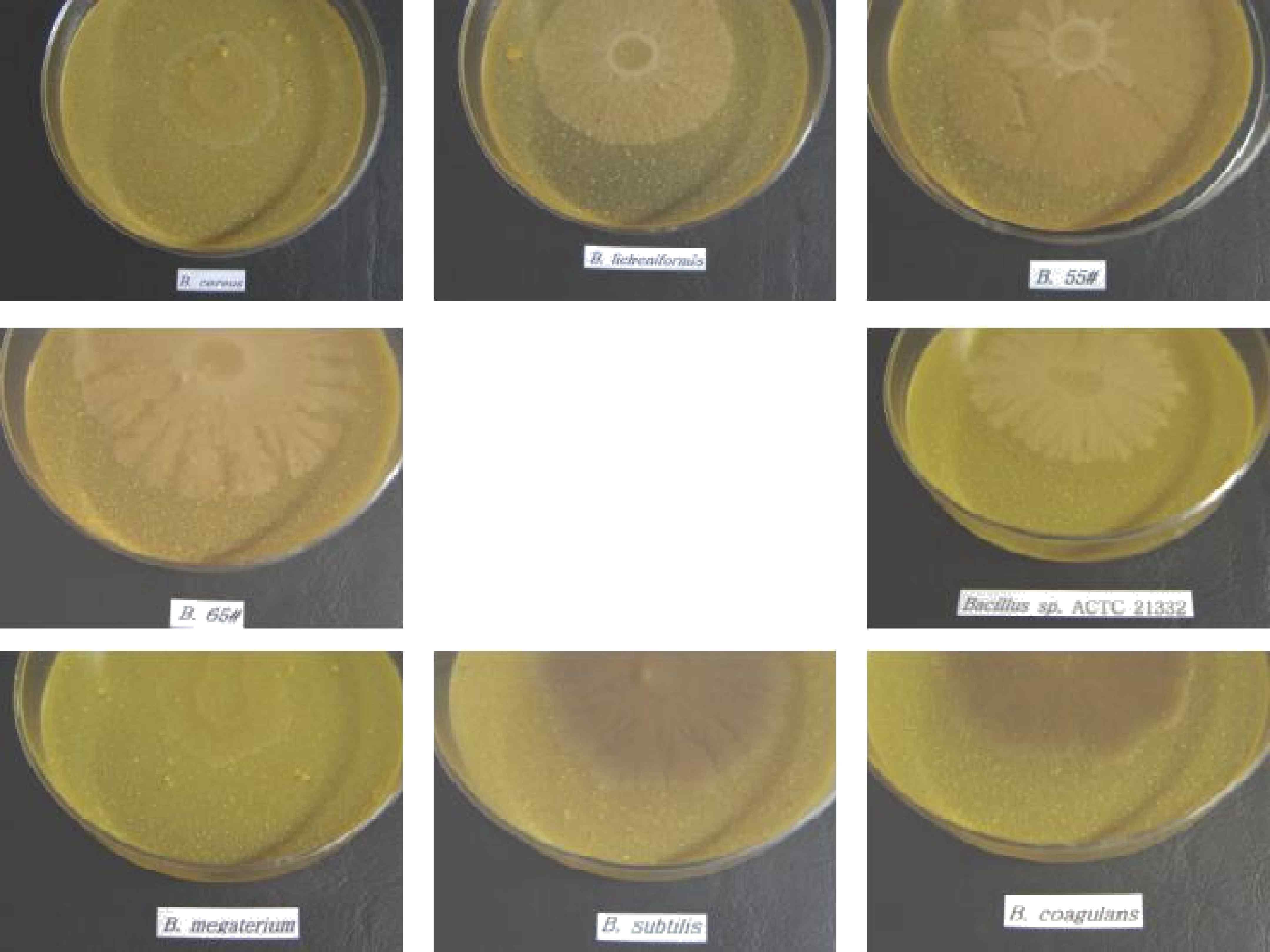 감귤박을 이용한 agar plates 에서의 Bacillus sp. 성장성 확인