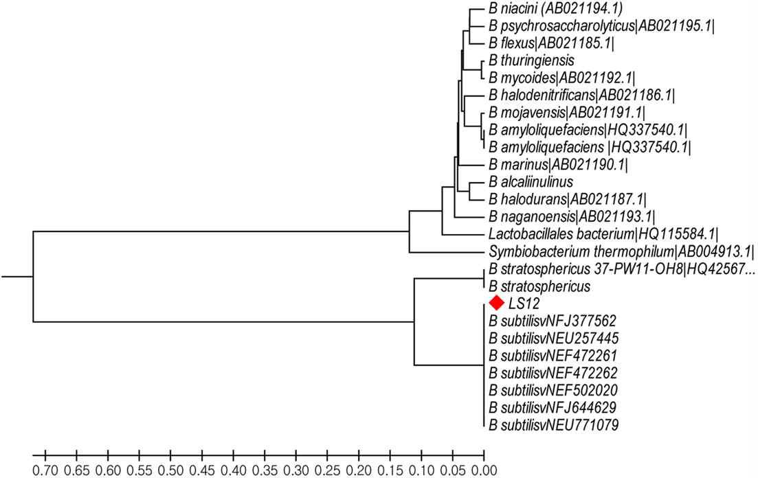 Bacillus subtilis strain LS 1-2의 phylogenetic tree