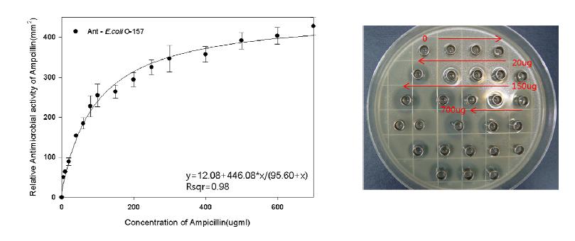 Agar Diffusion Method를 사용한 Ampicillin의 농도별 측정결과