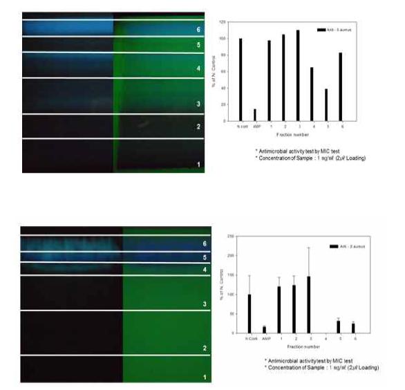 prep TLC를 이용한 항균활성물질의 분리
