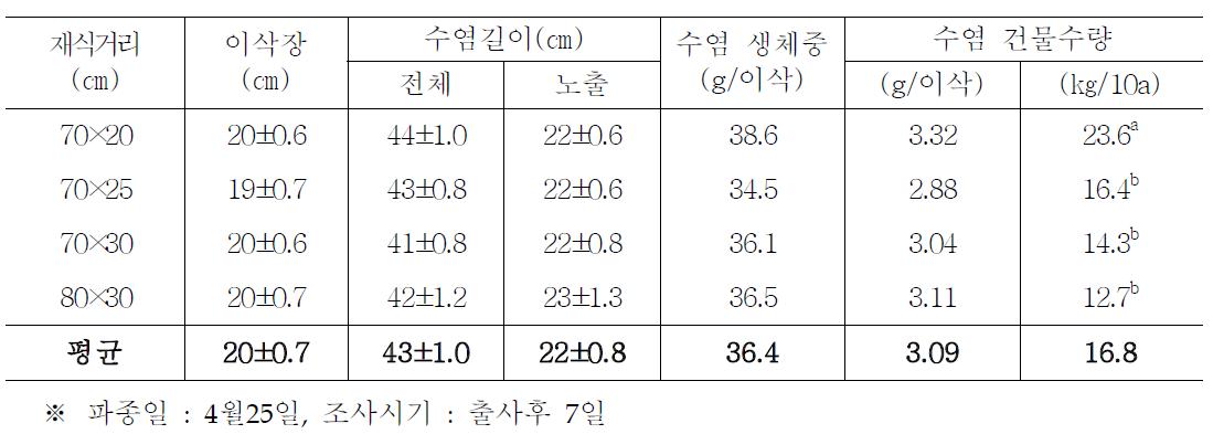 재식거리에 따른 2차 이삭의 옥수수수염 생육 및 수량(2009)