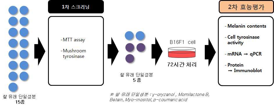 실험 개요