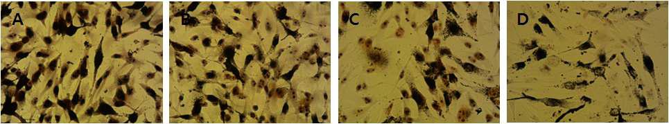 Melanin 염색; A: Control, B: Arbutin(1mM), C: 신토흑미(0.1mg/ml), D: 칠보벼(0.1mg/ml)