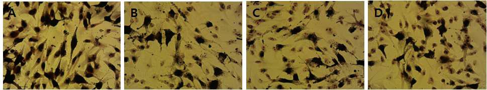 Melanin 염색; A: Control, B: Myo-inositol (1mM), C: Betaine (1mM), D: p-Coumaric acid (1mM)