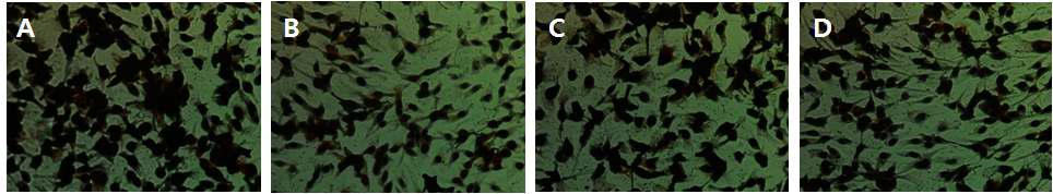 Melanin 염색; A: Control, B: Arbutin(1mM), C: δ-Oryzanol (0,003uM), D: Momilactone-B(0.03uM)