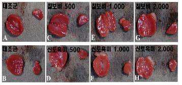 칠보벼(上)또는 신토흑미(下)의 용량별 투여 14일 경과 후에 따른 콩팥의 육안해부학적 소견