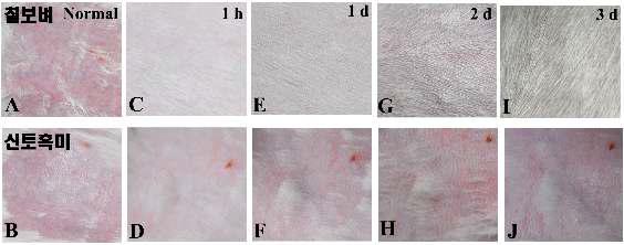 칠보벼추출물(左) 또는 신토흑미추출물(右)을 0.5 ml 도포 후 시간에 따른 피부자극의 정도변화.