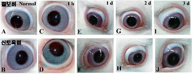 칠보벼추출물(좌) 또는 신토흑미추출물(우)을 0.1 ml 점안 후 시간에 따른 눈점막의 변화.