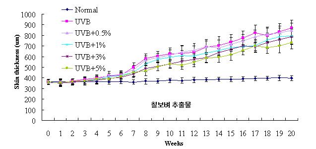 UVB 조사 및 칠보벼 추출물 도포에 따른 피부두께 변화