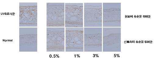 UVB 조사 및 시험물질 도포에 따른 20주 후 산화적 손상 억제 효과