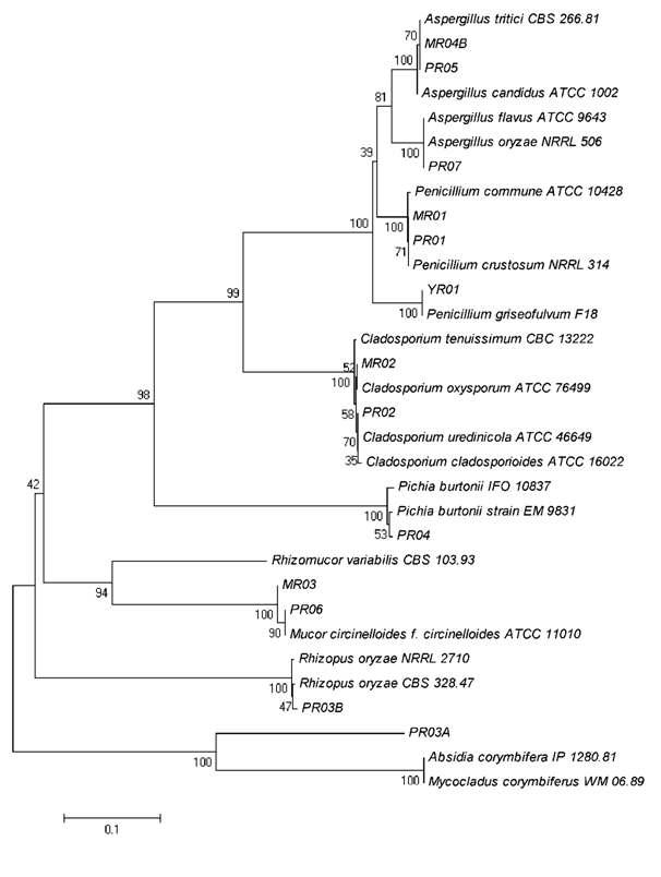 Neighbor-joining trees resulting from ITSgene sequencing of the isolates derived from ricemeju and the type strains.