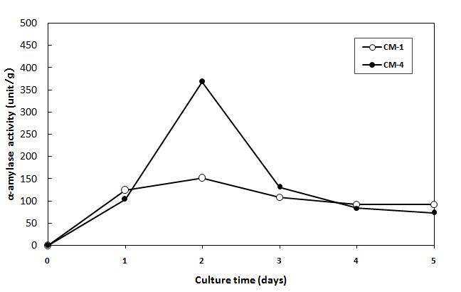 Changes of α-amylase activity in rice koji cultured with different strains according to incubation period at 30℃