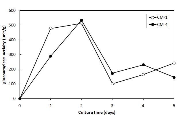 Changes of glucoamylase activity in rice koji cultured with different strains according to incubation period at 30℃