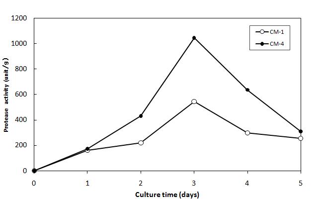 Changes of protease activity in rice koji cultured with different strains according to incubation period at 30℃