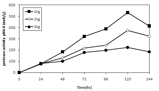 Changes in protease activity(pH 6.0) of koji preparedwith A.oryzae CJCM-4 according to weight rate of rice in culture box during 6 days at 30℃.