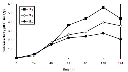 Changes in protease activity(pH 3.0) of koji preparedwith A.oryzae CJCM-4 according to weight rate of rice in culture box during 6 days at 30℃.