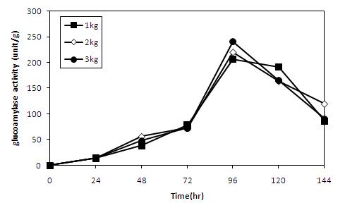 Changes in glucoamylase activity of koji prepared with A.oryzae CJCM-4 according to weight of rice in culture box for culture during six days at 30℃.