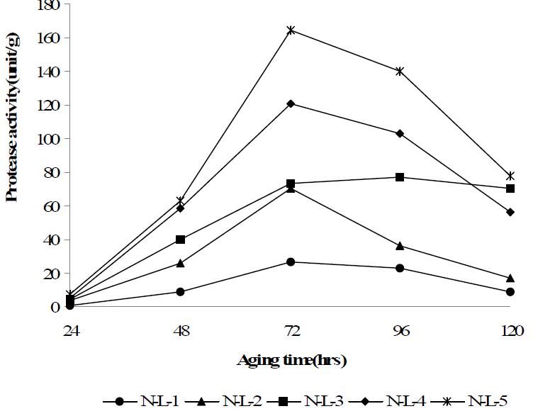 Changes of protease activity in Meju cultured with different ratio of rice and soybean according to incubation period at 28℃