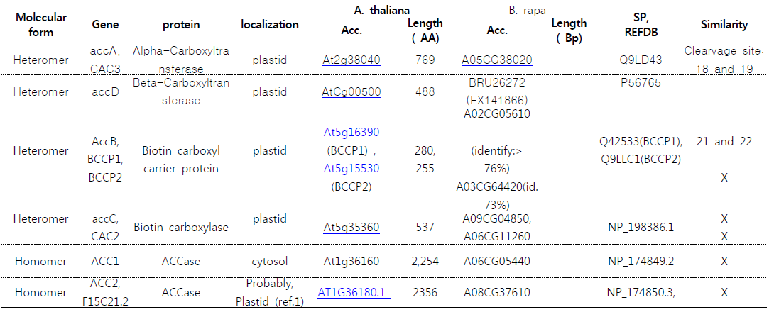 애기장대 및 배추 ACCase (Acetyl CoA Carboxylase) orthologs 유전자 분석