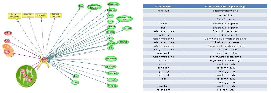 FAD2와 공동 발현하는 유전자 발굴 및 생장단계별 발현 분석