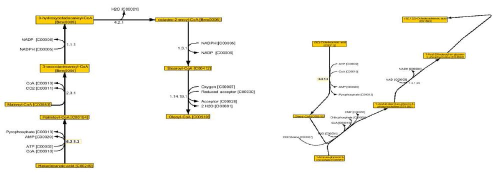 Chain elongation and desaturation(left) and biosynthesis of linoleate from oleate via oleoyl-phosphatidylcholine (right)