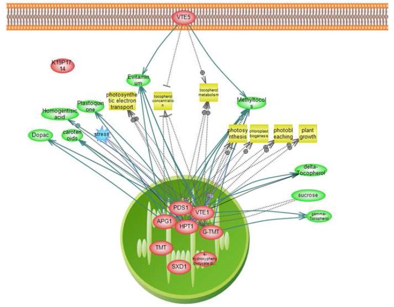 비타민 생합성관련 유전자 네트워크 모식도