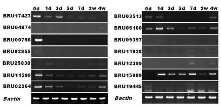 배추 발달단계에서 semi-quantitative RT-PCR을 이용한 선발된 14개의 unknown 유전자들의 발현 분석