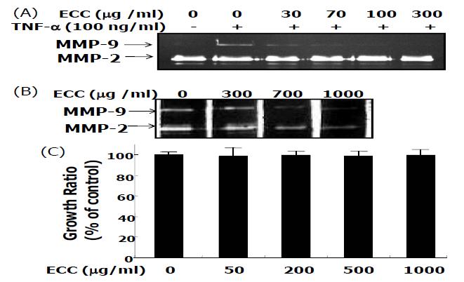 대동맥 연근육에서 MMP-9 유전자의 표현과 효소활성 억제에 대한 해면동물(ECC)의 기능