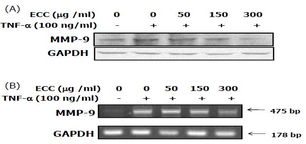 ECC 첨가가 MMP 9이나 TNF-α 효소의 활성에 도움이 됨