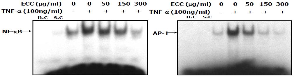 전기적 동력분해기법에 의한 ECC처리와 동맥 연근육에서 [g-32P]ATPlabeledNF-kBand AP-1 탐촉자를 이용한 핵단백질의 결합 활성의 감소에 대한 억제 효과