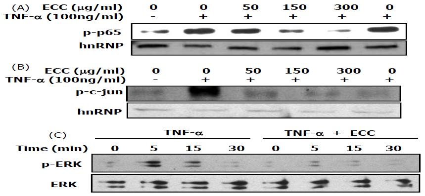 MMP-9의 표현에 대한 ERK, NF-kB p65 and p-c-Jun 유전자에 대한 ECC의 억제 효과에 대한 몇 가지 신호 분석